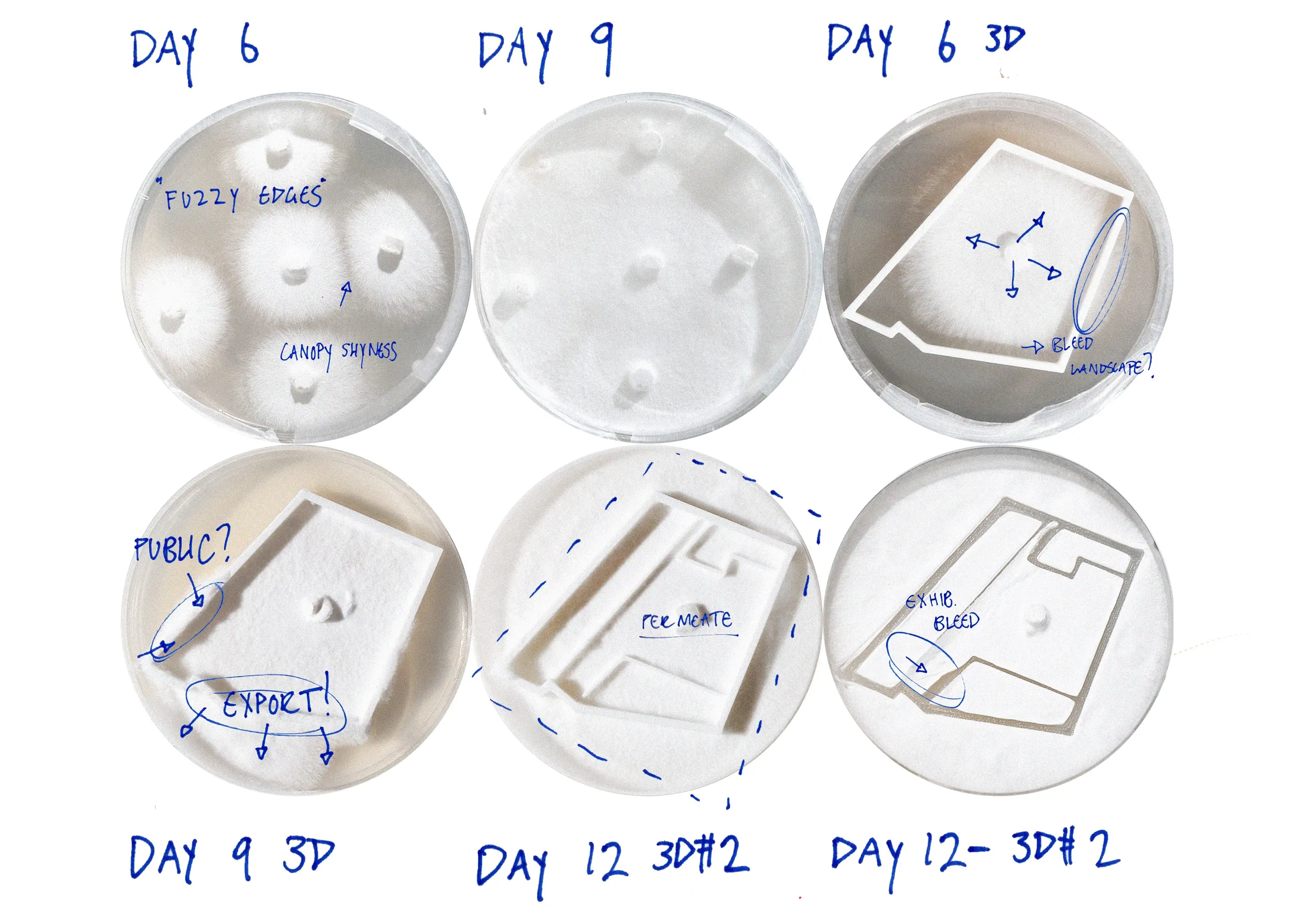 Mycelium Plate Process