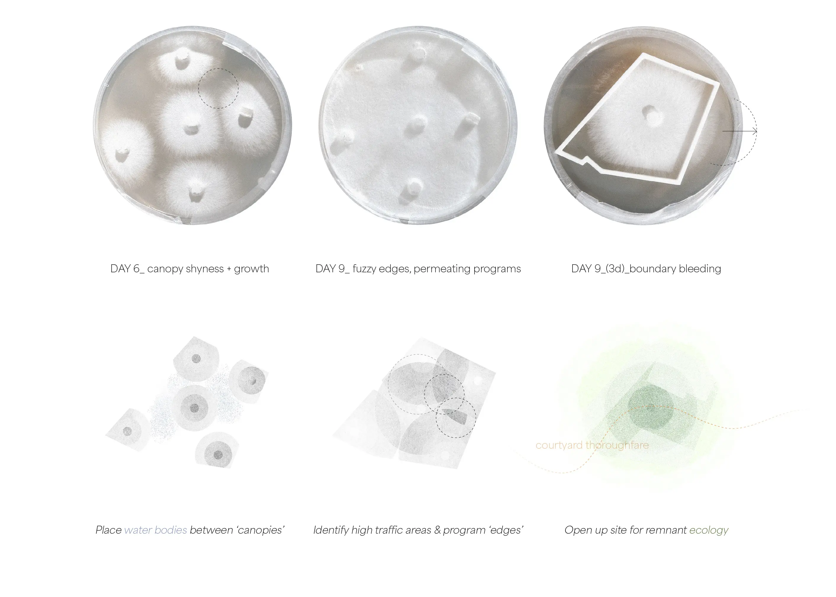 Mycelium Speculation 1